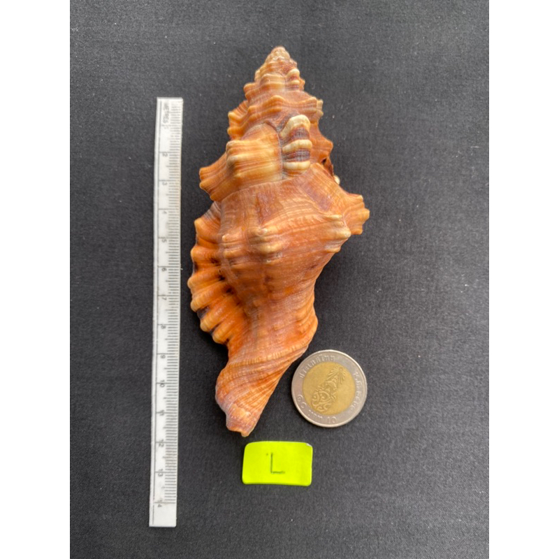 elephant nose sea snail shell Tiger stripes conch | Shopee Thailand
