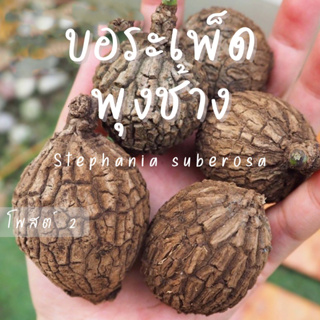 บอระเพ็ดพุงช้าง  stephania suberosa มีรอย ทรงแปลก ไม้โขดหายาก ต้นไม้มงคลราคาถูก ขนาดเล็ก-กลาง แพ็คแบบเปลือยราก