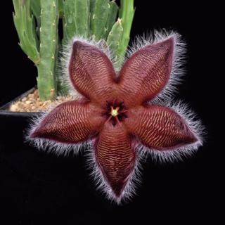 stapelia asterias เก๋งจีน ***เด็ดสด4กิ่ง***