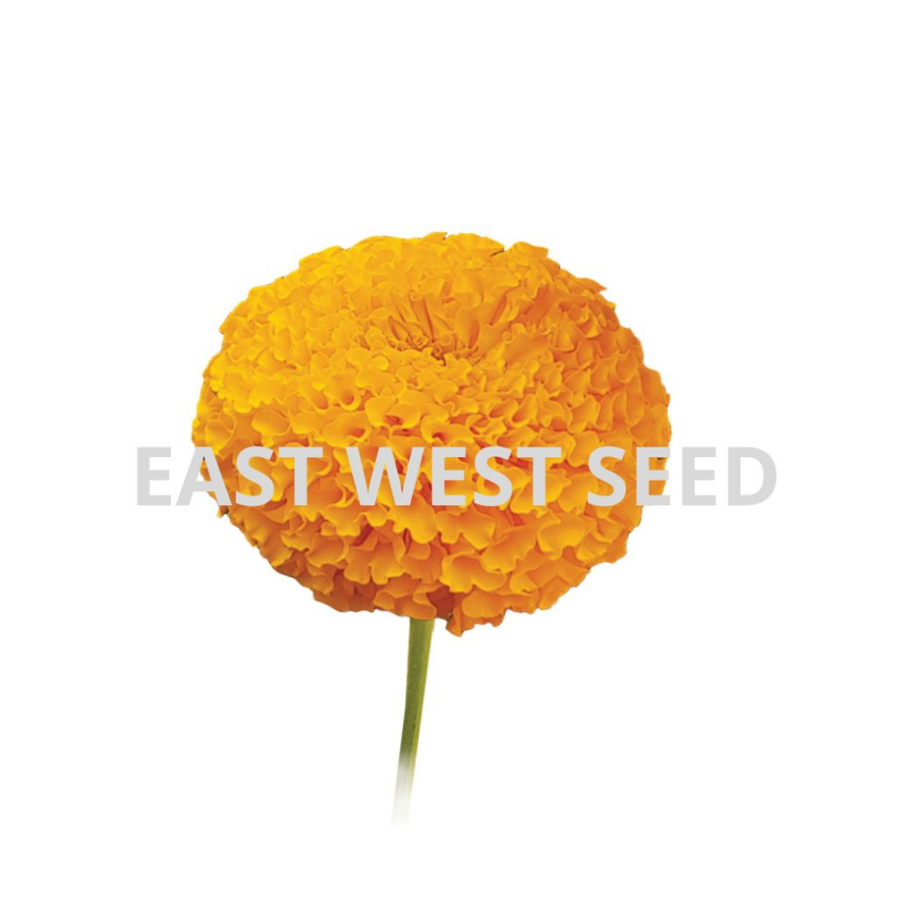 ศรแดง-เมล็ดพันธุ์ดาวเรืองf1ซุปเปอร์บอลดีพโกลด์-east-west-seed-เมล็ดพันธุ์-ผักสวนครัว-ตราศรแดง