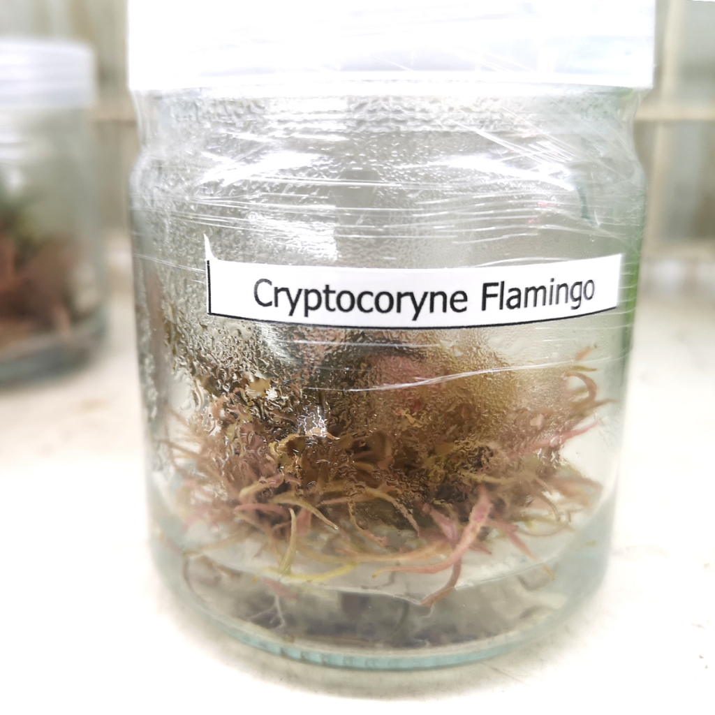 cryptocoryne-flamingo-คริปฟามิงโก้