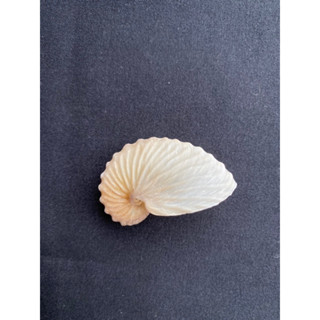 หอยทากทะเลเปลือกบางหายาก หอยสังข์สะสม rare thin-shelled sea snail shell collectible conch shell chuan