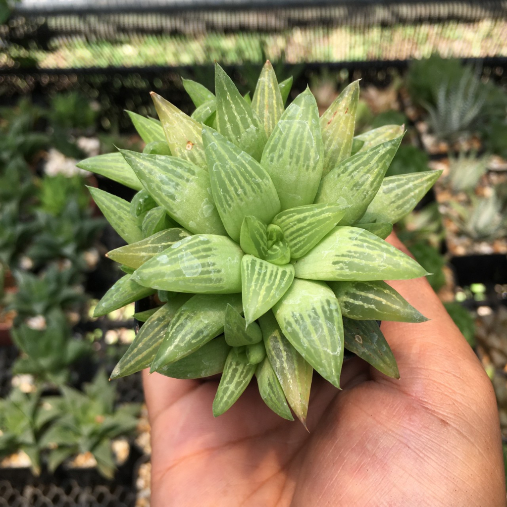 ฮาโวเทีย-haworthia-ราคาพิเศษ-a-ส่งทั้งกระถาง