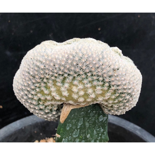 [พร้อมส่ง]🌵 แคคตัส แมม อีเกอเกีย คริส mammillaria egregia cactus ไม้กราฟ จำนวน 1 ต้น