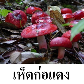 เชื้อเห็ดก่อแดง เชื้อเห็ดก่อ สีแดง ชนิดน้ำเข้มข้น เชื้อใหม่ 550มล