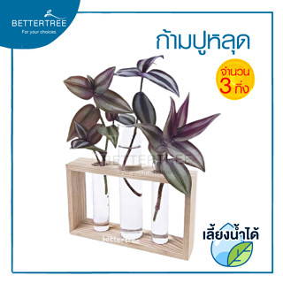 ก้ามปูหลุด( จำนวน 3 กิ่ง ) Tradescantia zebrina  สามารถเลี้ยงน้ำได้ ต้นไม้ ต้นไม้น้ำ