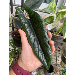 ต้นไซส์ตามภาพ alocasia Scalprum ต้นอโลคาเซีย สคัลพรัม 4”