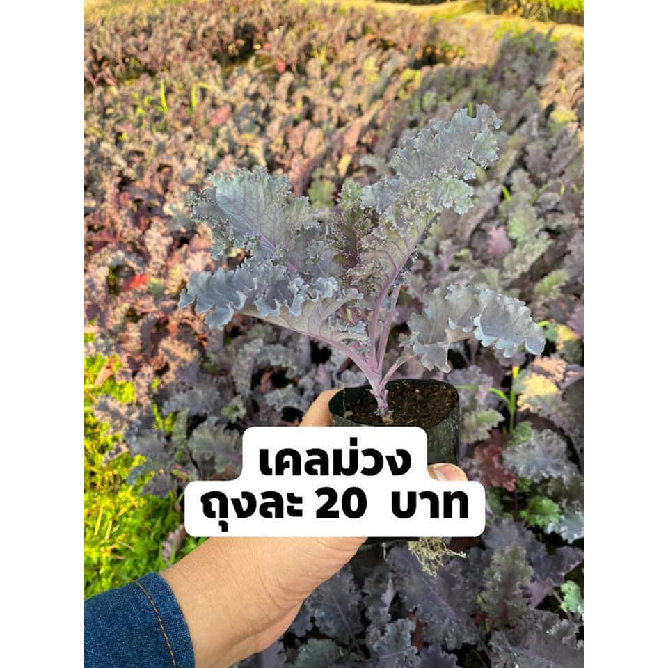 เคลใบหยิกม่วง-1-ชุด-10-ถุง