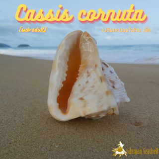 Andaman seashell เปลือกหอย หอยเท้าช้าง ตัวเล็ก (Cassis cornuta)
