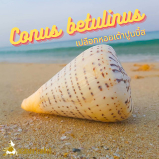 Andaman seashell เปลือกหอย หอยเต้าปูนบี้ส (Conus betulinus )