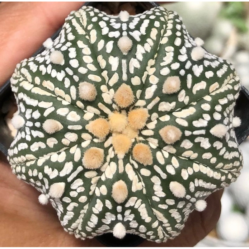 สวยละลาย-ลายเอกลักษณ์-astrophytum-asterias-super-kabuto-ลายขาวโอโม่สวย-ทรงแป้นมีเอว