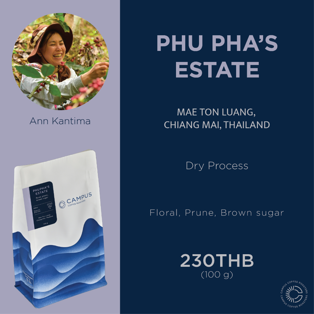 เมล็ดกาแฟ-phuphas-estate-dry-process-แม่ตอนหลวง-ดอยสะเก็ด-เชียงใหม่-100-กรัม-คั่วอ่อน