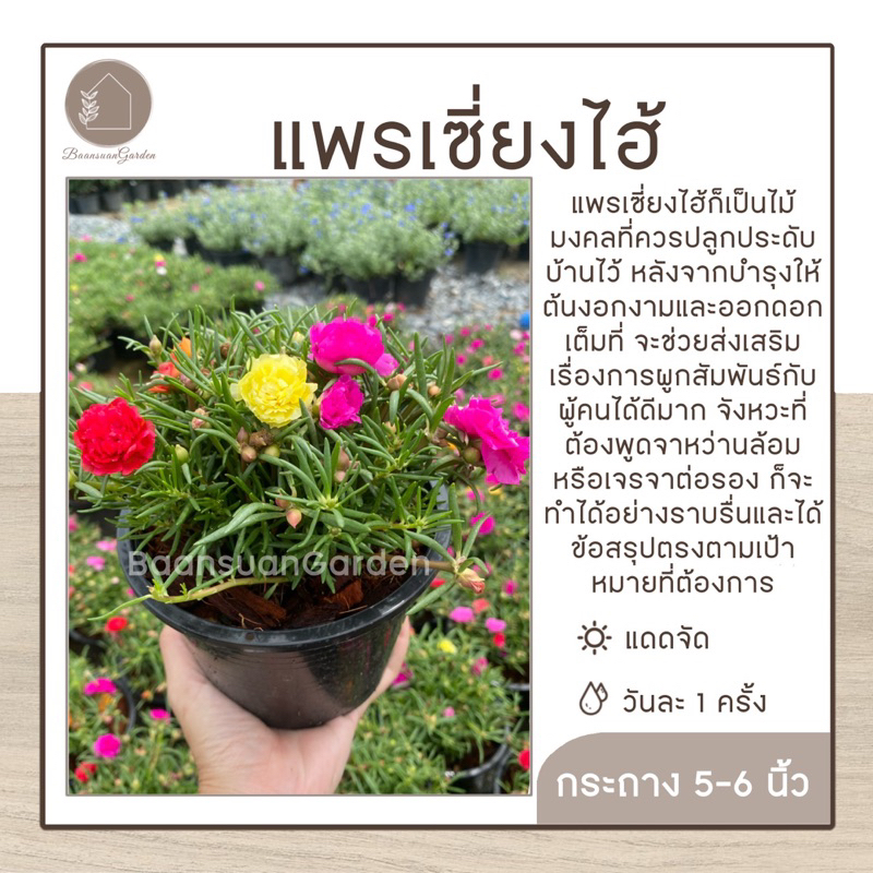 ต้นแพรเซี่ยงไฮ้-กระถาง-5-6-นิ้ว