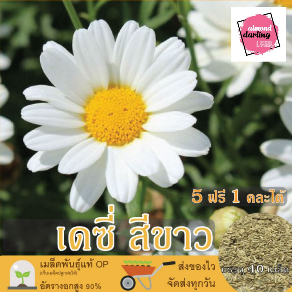 ซื้อ5 แถม1 เมล็ดพันธุ์ ดอกเดซี่ขาว 40 เมล็ด (White Daisy Silver ...