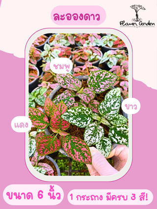 Flower garden F2 ต้นละอองดาว ไฮโพเอสเทส (Hypoestes) มีหลายสี กระถาง 4/6/8 นิ้ว ไม้ประดับสีสวย ละอองดาว