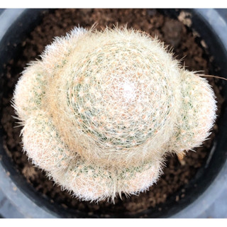 [พร้อมส่ง]🌵 แคคตัส แมม เลนต้า  mammillaria lenta cactus ไม้กราฟ จำนวน 1 ต้น