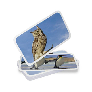 แฟลชการ์ดสัตว์ปีก แผ่นใหญ่ Flash card Birds KP056 2WINBOOKTOYS