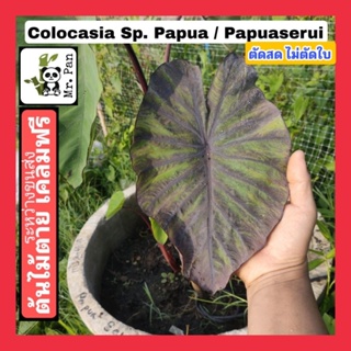 Colocasia SP Papua / Papuaserui ตัดสด ไม่ตัดใบ โคโลตาเซีย เอสพี ปาปัว หรือ ปาปัวซีรุย