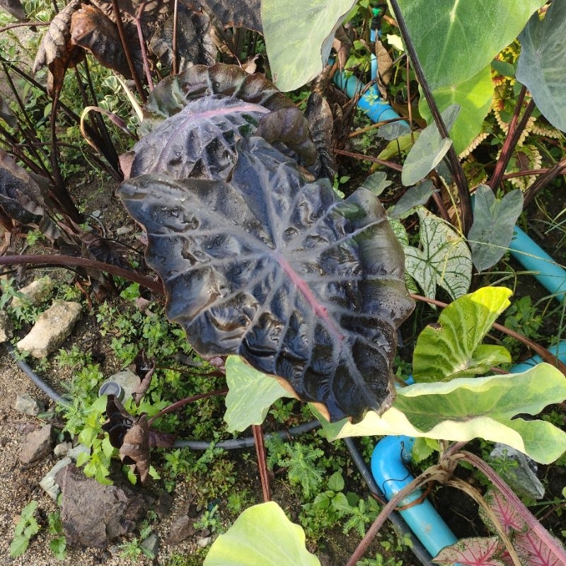 colocasia-red-comet-ตัดสดไม่ตัดใบ-โคโลคาเซีย-เรด-โคมีท