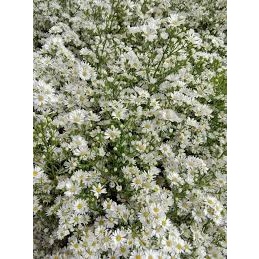 ต้นพันธุ์ดอกคัตเตอร์สีขาว White Cutter Aster ถุงดำ 39 บาท  ดอกไม้กินได้ Edible flower