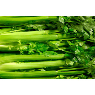 ต้นพันธุ์ เซเลอรี่ ขึ้นฉ่ายฝรั่ง พร้อมปลูกในถุงดำ 39 บาท  เซเลอรี (Celery) หรือขึ้นฉ่ายฝรั่งลำต้นใหญ่