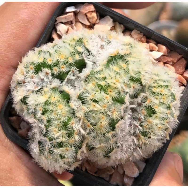 mammillaria-carmenae-cristata-แมมคาร์มิเน่คริสตาต้า-size5cm