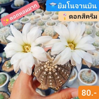 💎🛸ยิมโนจานบิน ดอกสีครีม🌼 ไม้สะสมน่ารัก ของมันต้องมี 💕🌸