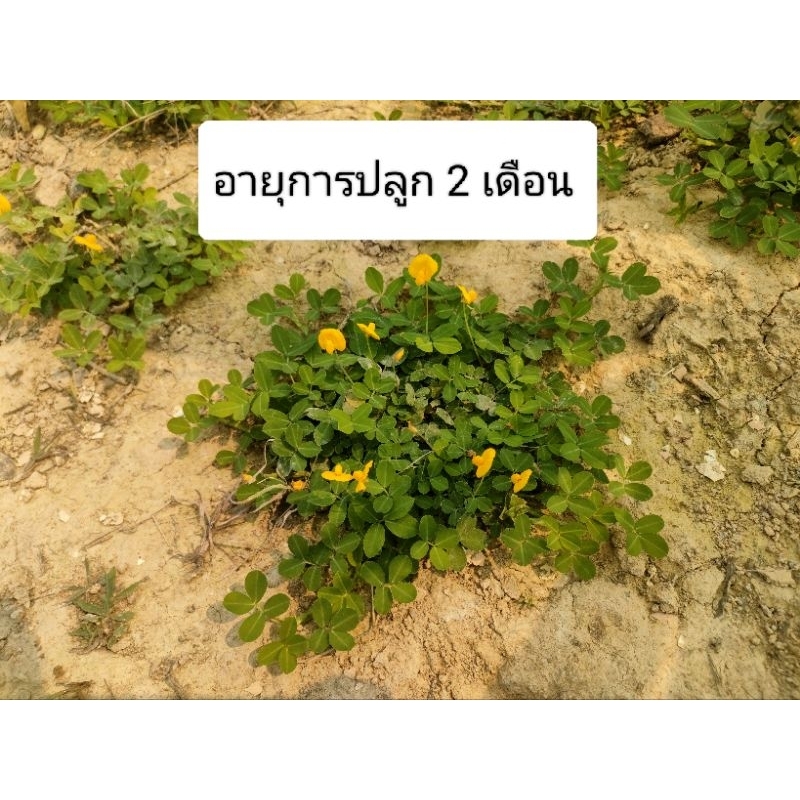 ถั่วบราซิล-พร้อมราก-แข็งแรงมาก-จำนวน-1-000-ต้น