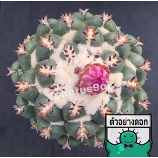 [พร้อมส่ง] 🌵 แคคตัส ช้างไททัน Coryphantha elephantidens cv.Titan cactus ไม้กราฟ จำนวน 1 ต้น