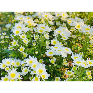 เบญจมาศคละสี 50เมล้ด  ซองละ 29 บาท   Chrysanthemum carinatum