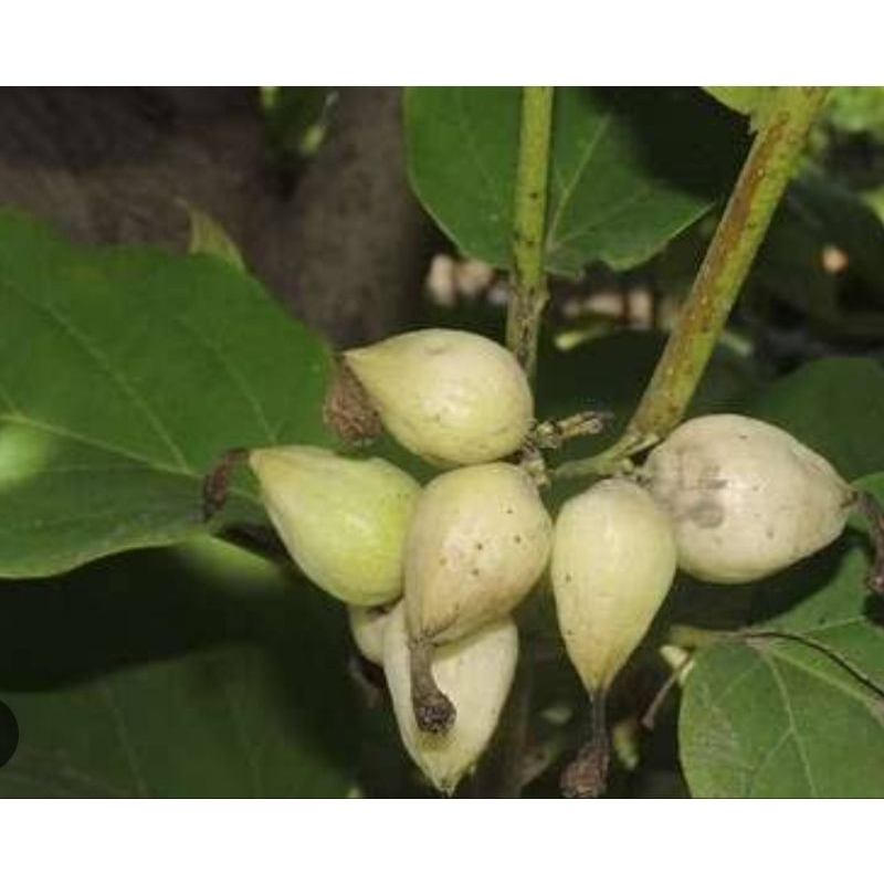 ต้นคอร์เดียใช้เป็นยาแก้โรคเกี่ยวกับลำไส้โรคกระเพาะอาหารและหลอดลมโดยตำรายาแผนไทยขนาด20-30เซน