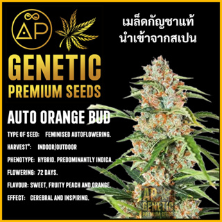 🇪🇸 เมล็ดกัญชา Auto Orange Buds เมล็ดค่าย AP Genetic นำเข้าจากสเปน เมล็ดกัญ ชา ออโต้ เพศเมีย แท้ 100% ควบคุมคุณภาพ