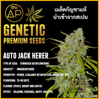 🇪🇸 เมล็ดกัญชา Auto Jack Herer เมล็ดค่าย AP Genetic นำเข้าจากสเปน เมล็ดกัญ ชา ออโต้ เพศเมีย แท้ 100% ควบคุมคุณภาพอย่างเข้