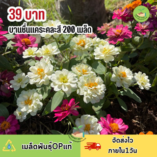 เมล็ดพันธุ์ ดอกบานชื่นแคระ คละสี 200 เมล็ด