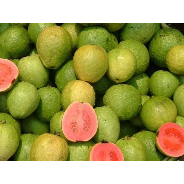 ต้นพันธุ์-ฝรั่งขี้นก-ใส้แดง-ฝรั่งขี้นกไส้ชมพู-พร้อมปลูกในถุงดำ-ต้นละ-49บาท-red-guava-or-pink-guava-ฝรั่งขี้นก