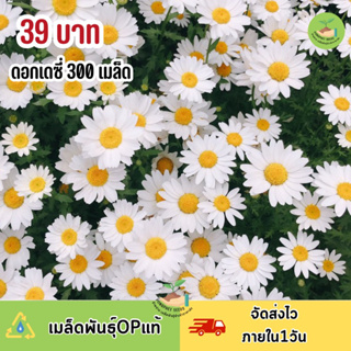 เมล็ดพันธุ์ ดอกเดซี่ดอกใหญ่ 300 เมล็ด