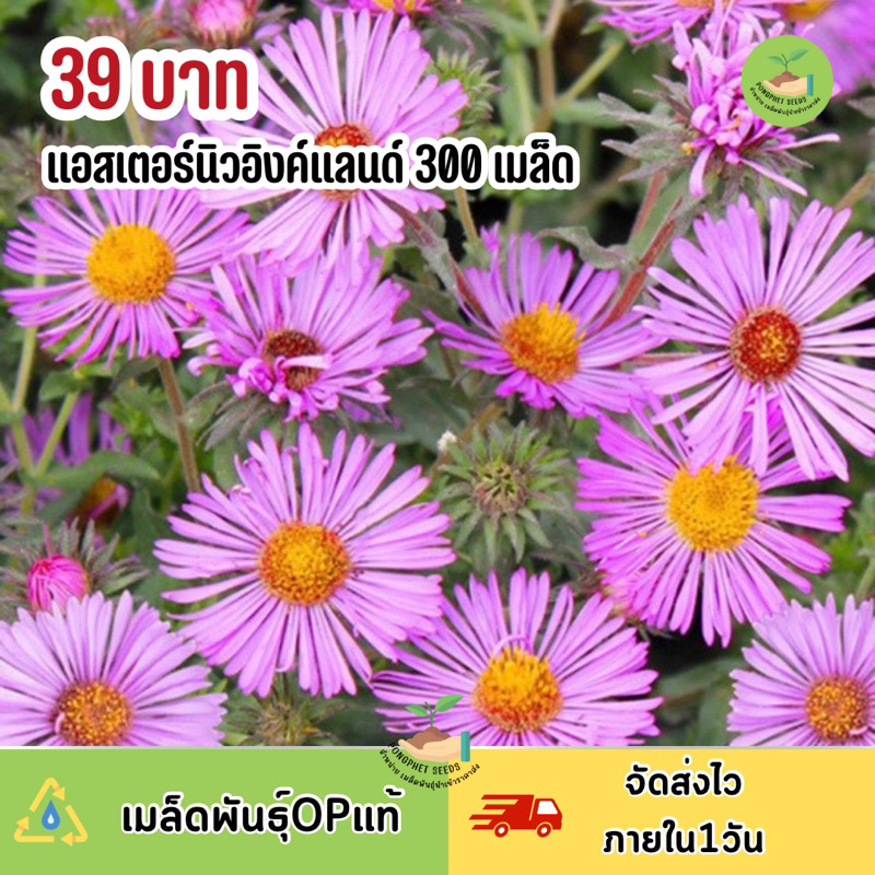 เมล็ดพันธุ์-ดอกแอสเตอร์นิวอิงค์แลนด์-300-เมล็ด