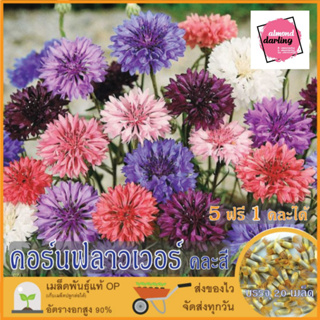 ซื้อ5 แถม1 เมล็ดพันธุ์ ดอกคอร์นฟลาวเวอร์ คละสี 20 เมล็ด (Mixed Cornflower Flower Seed) สีสด สวย เมล็ดพันธุ์แท้ ปลูกง่าย