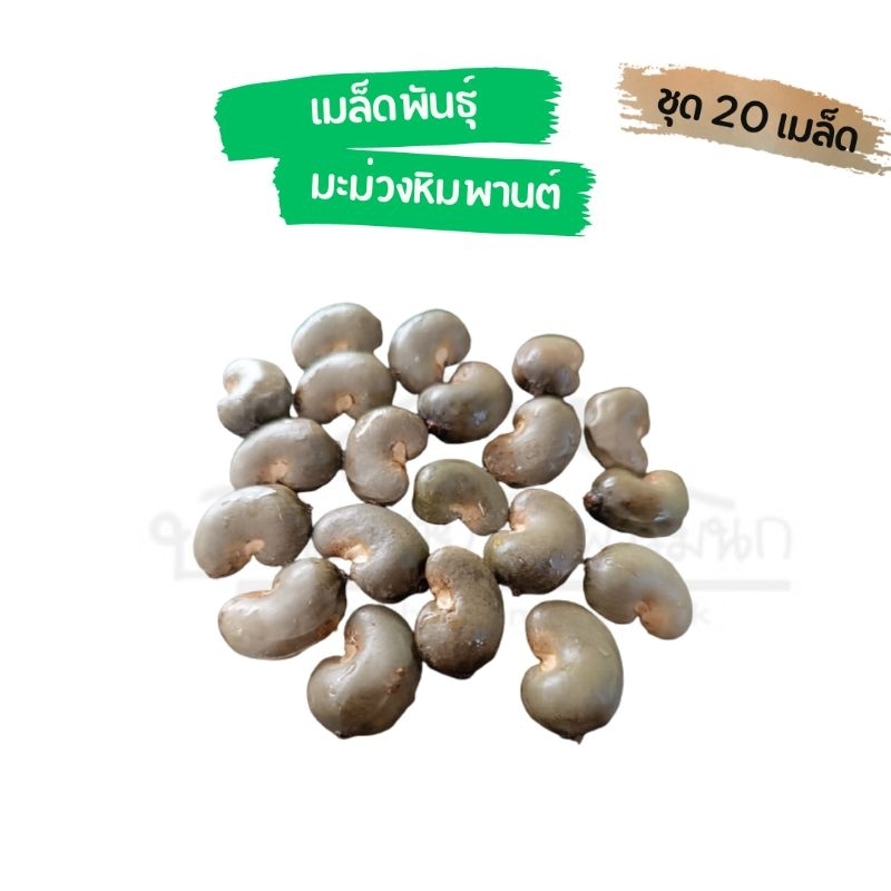 เมล็ดมะม่วงหิมพานต์-ผลสีเหลือง-ชุด20-เมล็ด