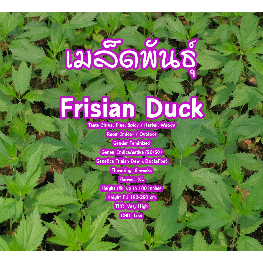 เมล็ดพันธุ์กัญชา-พันธุ์-frisian-duck-ได้รับอนุญาตจำหน่ายเมล็ดพันธุ์ควบคลุมถูกต้อง