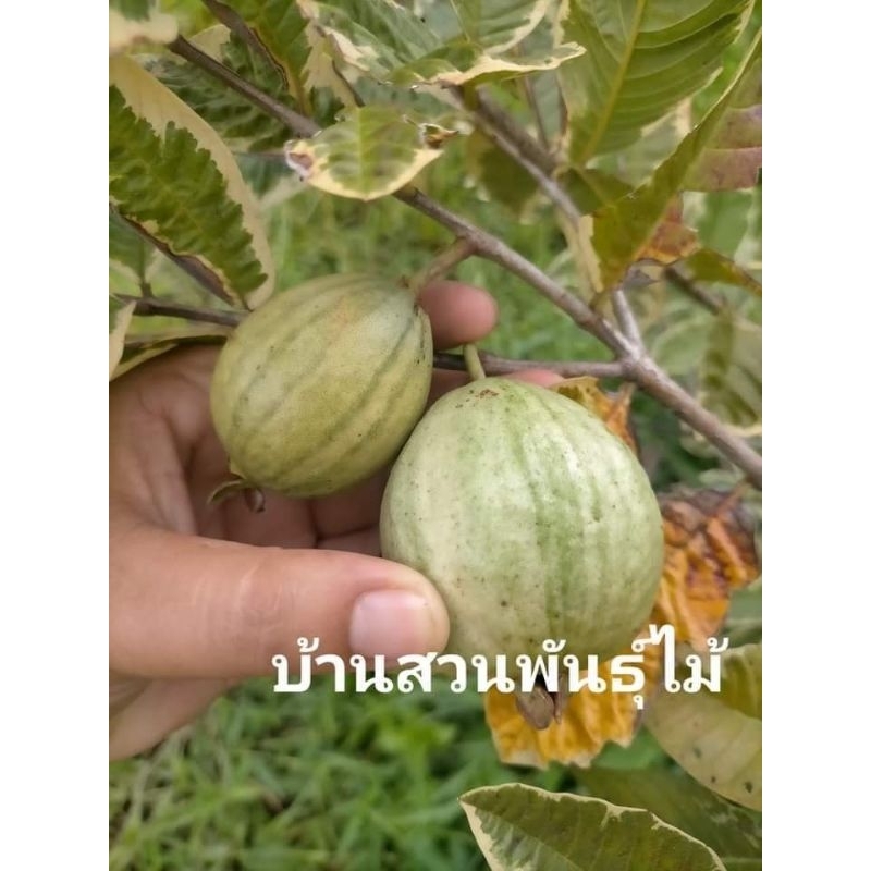 ต้นฝรั่งขี้นกด่าง-ใส้แดง