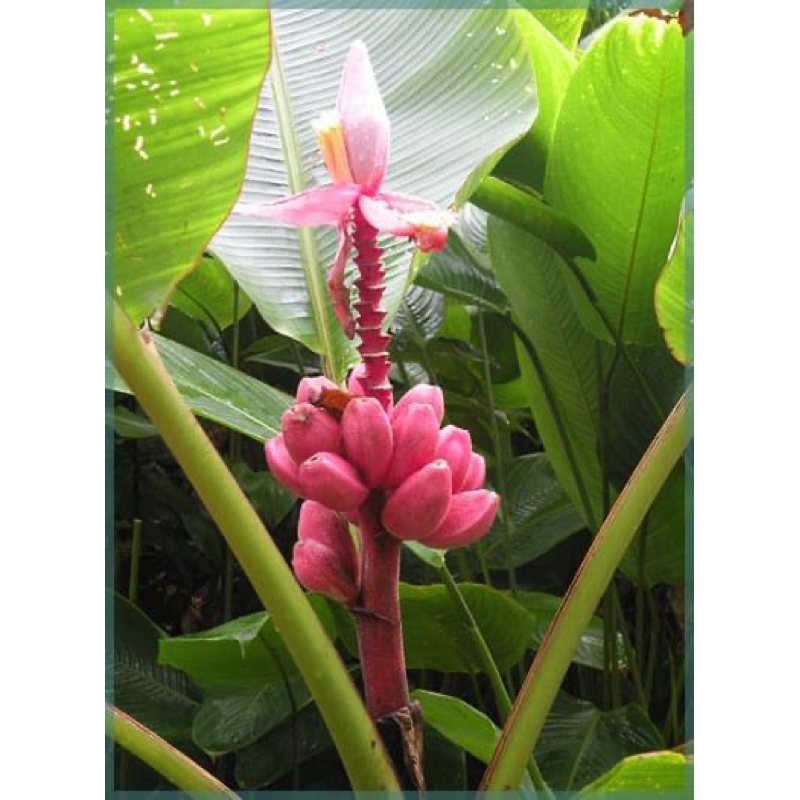กล้วยบัว-สีชมพูอมแดงพันปีกล้วยบัวสวรรค์พันปีดอกสีชมพูแดงออกตลอดทั้งปี-ไม้มงคลเรียกทรัพย์ค้าขาย
