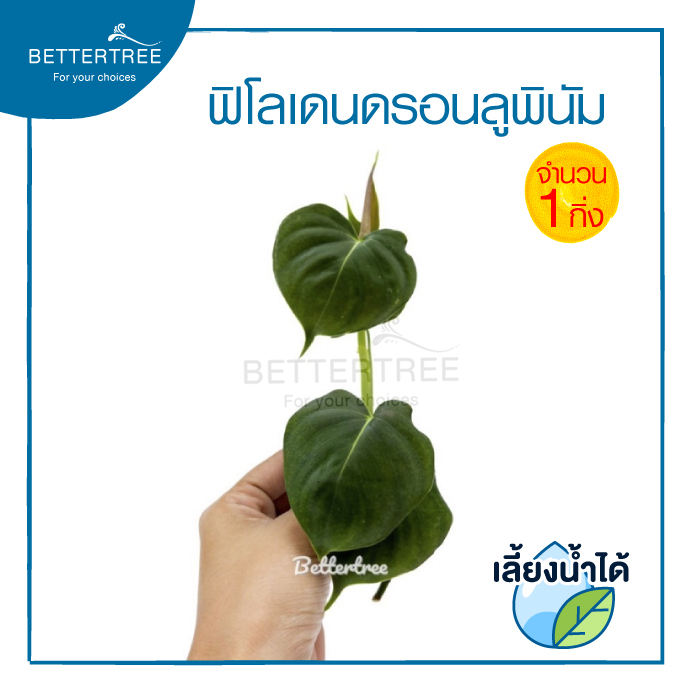 ฟิโลเดนดรอนลูพินัม-philodendron-lupinum-จำนวน-1-กิ่ง-เลี้ยงน้ำได้-ไม้ฟอกอากาศ-ฟินเดนดรอน-ต้นไม้