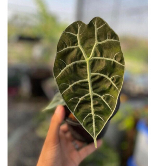 alocasia-watsoniana-ไม้หายาก-ราคาถูก