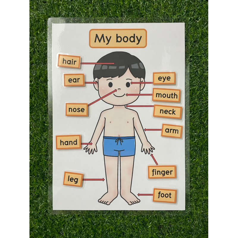 ภาพหน้าปกสินค้าสื่อการสอน My body จับคู่คำศัพท์ร่างกายภาษาอังกฤษ จากร้าน pornmin บน Shopee
