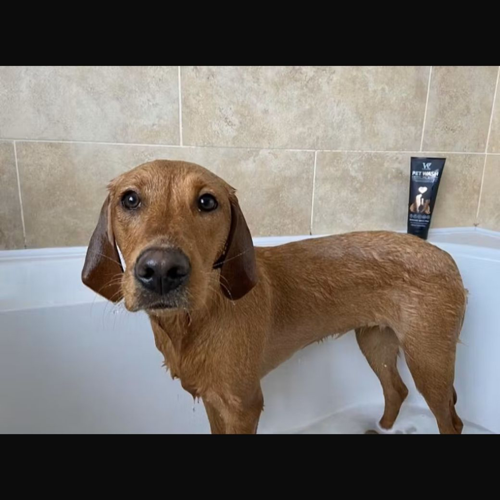 แชมพูอาบน้ำน้องหมาน้องแมว-pet-wash-จาก-watermans-นำเข้าจากประเทศอังกฤษ