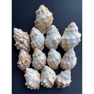 White seashells bone conch shell 5pcs=59Baht