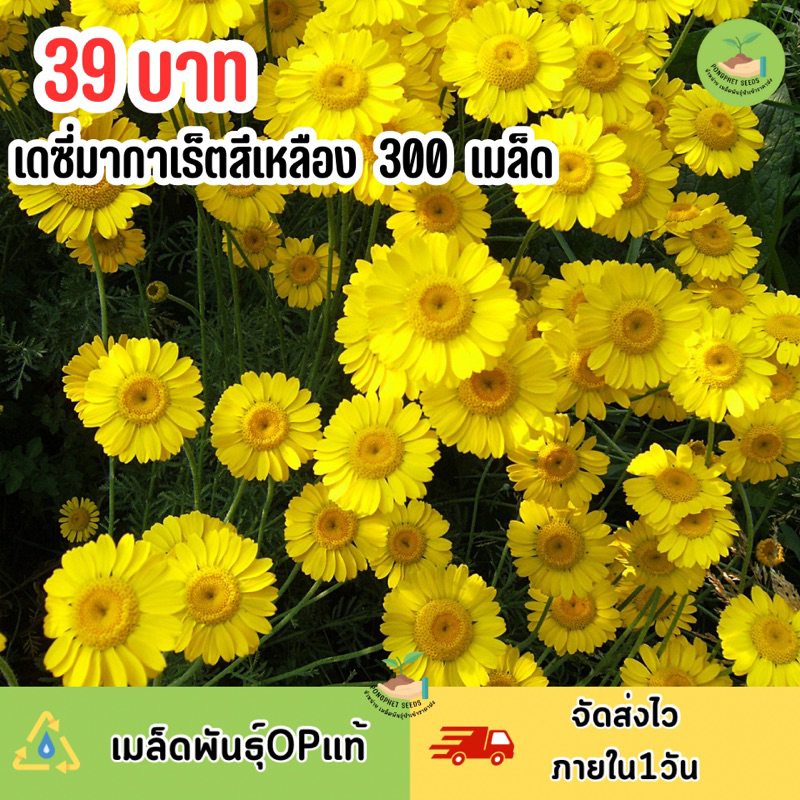เมล็ดพันธุ์ดอกเดซี่ มากาเร็ตสีเหลือง 300 เมล็ด | Shopee Thailand