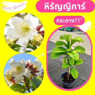 ต้นหิรัญญิการ์ #หิรัญญิการ์ #ไม้เลื้อย✅สูง60-100cm.