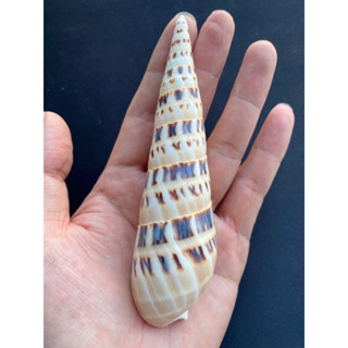 โคน seashells Long conch shell Bamboo shoot snail